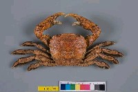 藏品(字紋弓蟹)的圖片